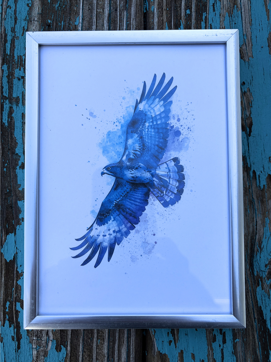 DeskMates Framed Art Print 💠 BD05 Hawk Bird